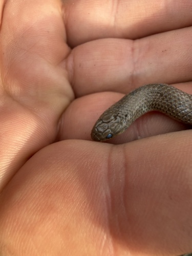 Great Plains Ground Snake
