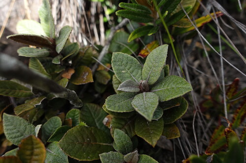 Clethra fimbriata
