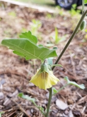 Physalis heterophylla