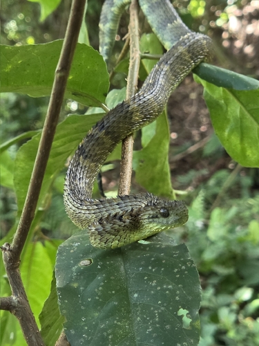 African Hairy Bush Viper