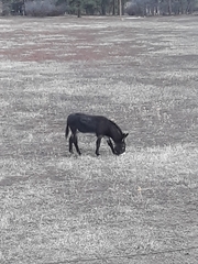 Equus asinus × caballus