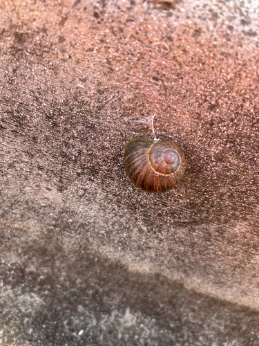 Helix, 2026-04-03
