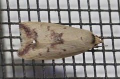Ageletha elaeodes