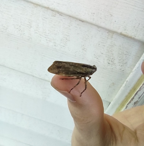 Striated Lanternfly