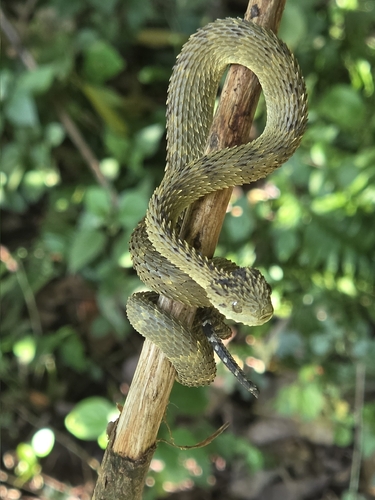 African Hairy Bush Viper
