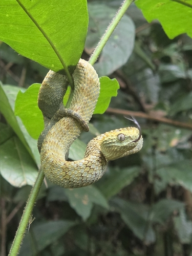 African Bush Viper