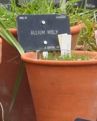 Allium moly