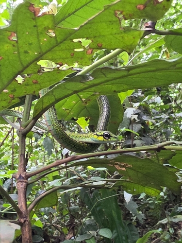 Large-eyed Green Treesnake