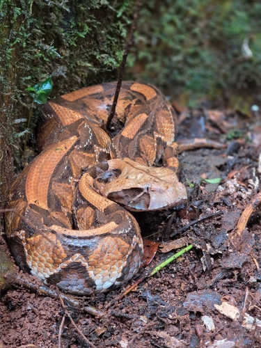 Gaboon Viper
