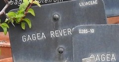 Gagea reverchonii
