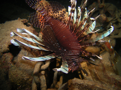 Common lionfish