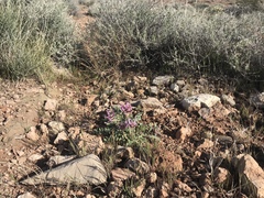 Astragalus holmgreniorum