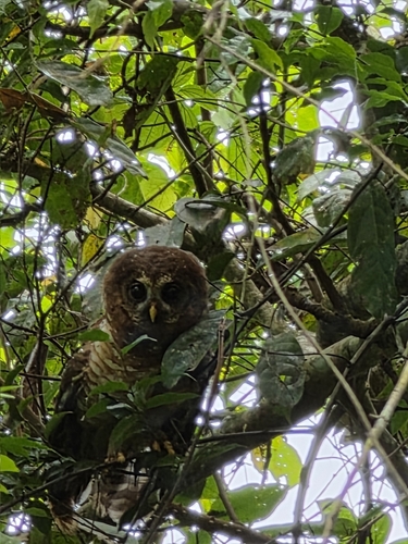 African Wood-Owl