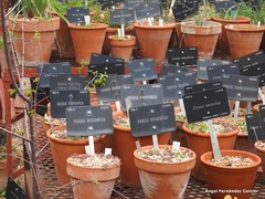 Crocus cambessedesii