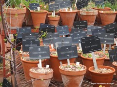 Crocus cambessedesii