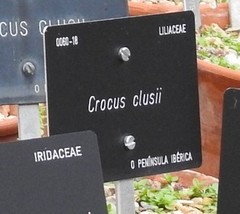 Crocus serotinus clusii