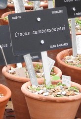 Crocus cambessedesii
