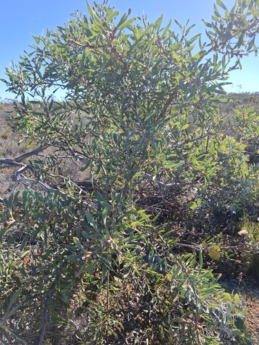 Hakea cinerea observed 2026-04-12