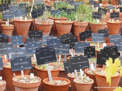 Crocus cambessedesii