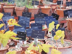 Crocus serotinus clusii