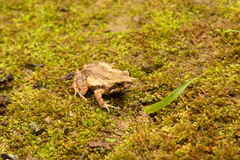 Rand's Dwaft Frog photo 3