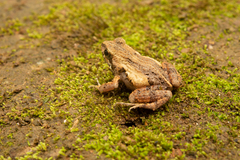 Rand's Dwaft Frog photo 2