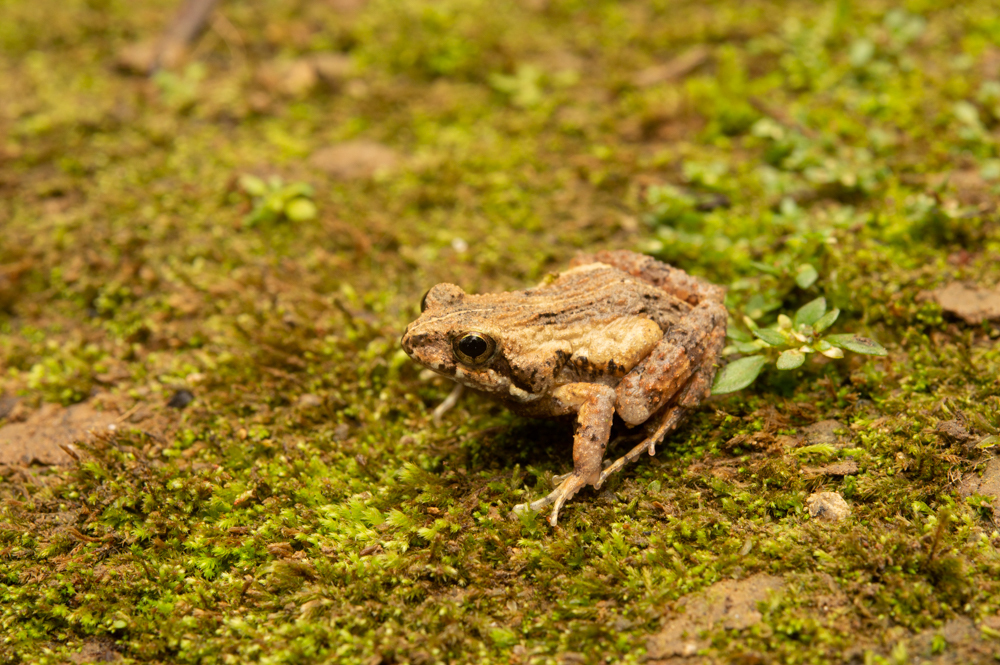 Rand's Dwaft Frog