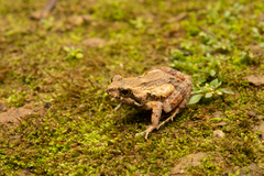 Rand's Dwaft Frog photo 1