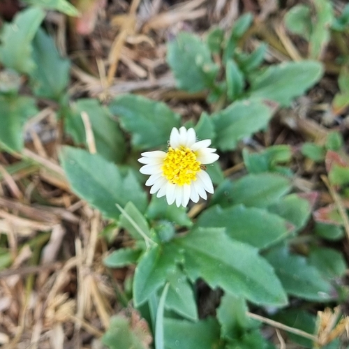 Tridax Daisy
