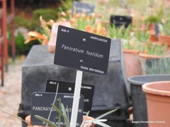 Pancratium foetidum