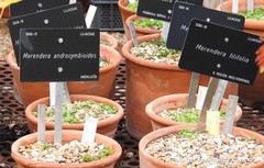 Colchicum androcymbioides