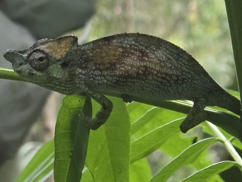 Strange-horned Chameleon