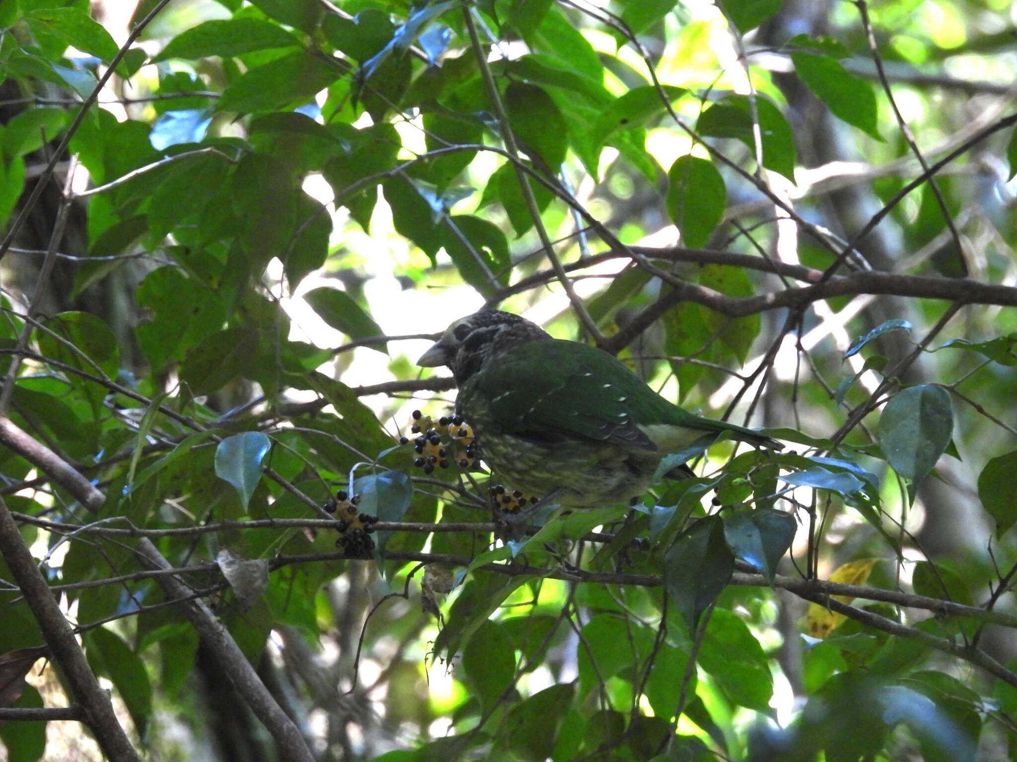 Spotted Catbird (Ailuroedus maculosus), photo 3