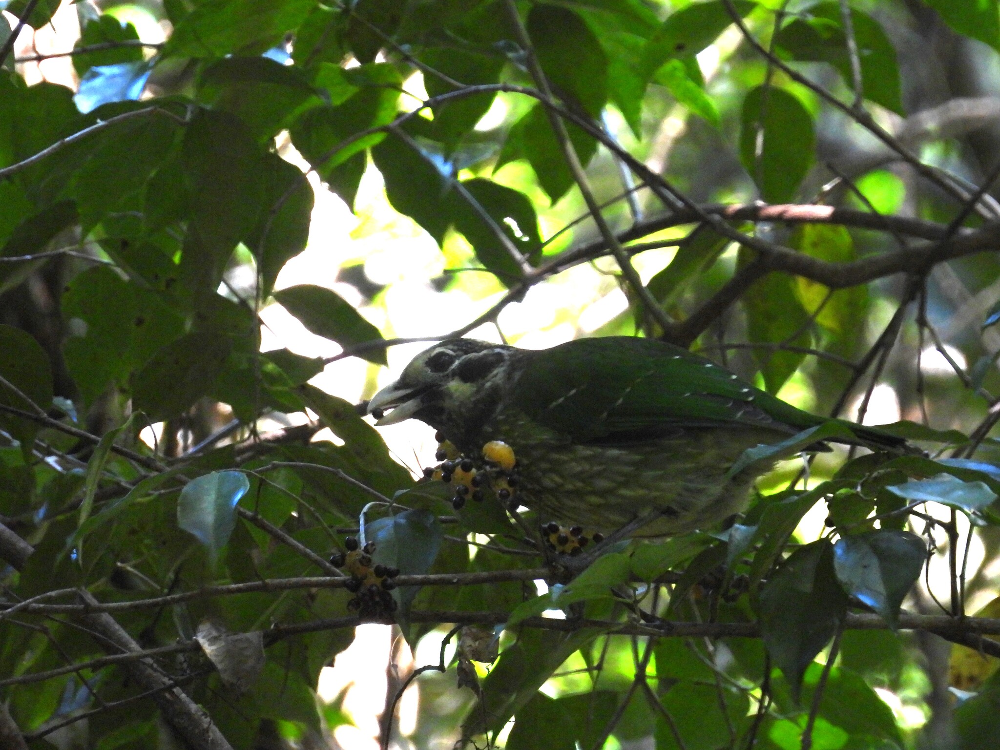 Spotted Catbird (Ailuroedus maculosus), photo 2