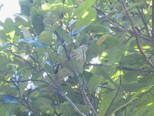 Macleay's Honeyeater (Xanthotis macleayanus)