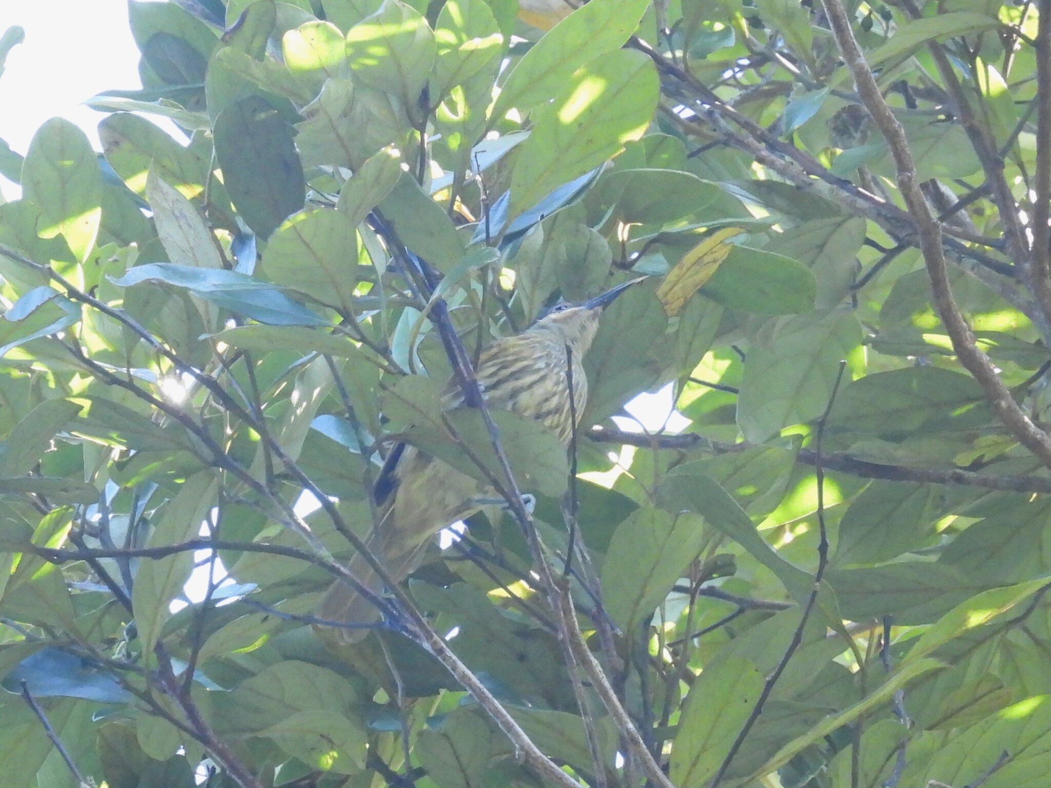 Macleay's Honeyeater (Xanthotis macleayanus), photo 1