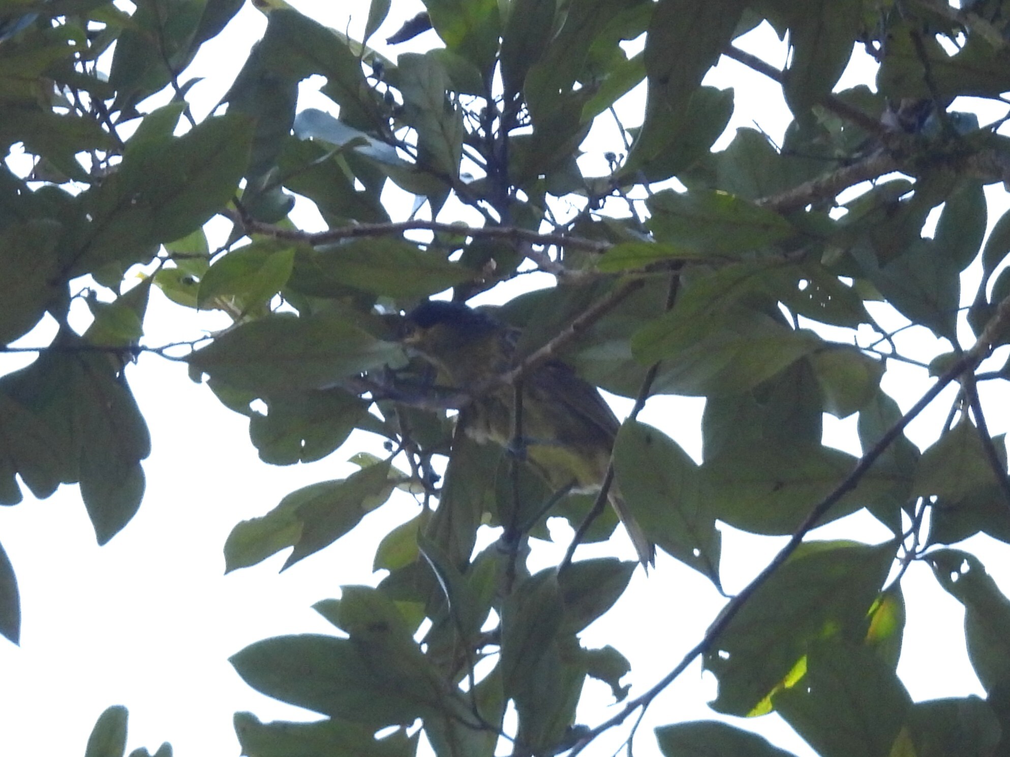 Macleay's Honeyeater (Xanthotis macleayanus), photo 2