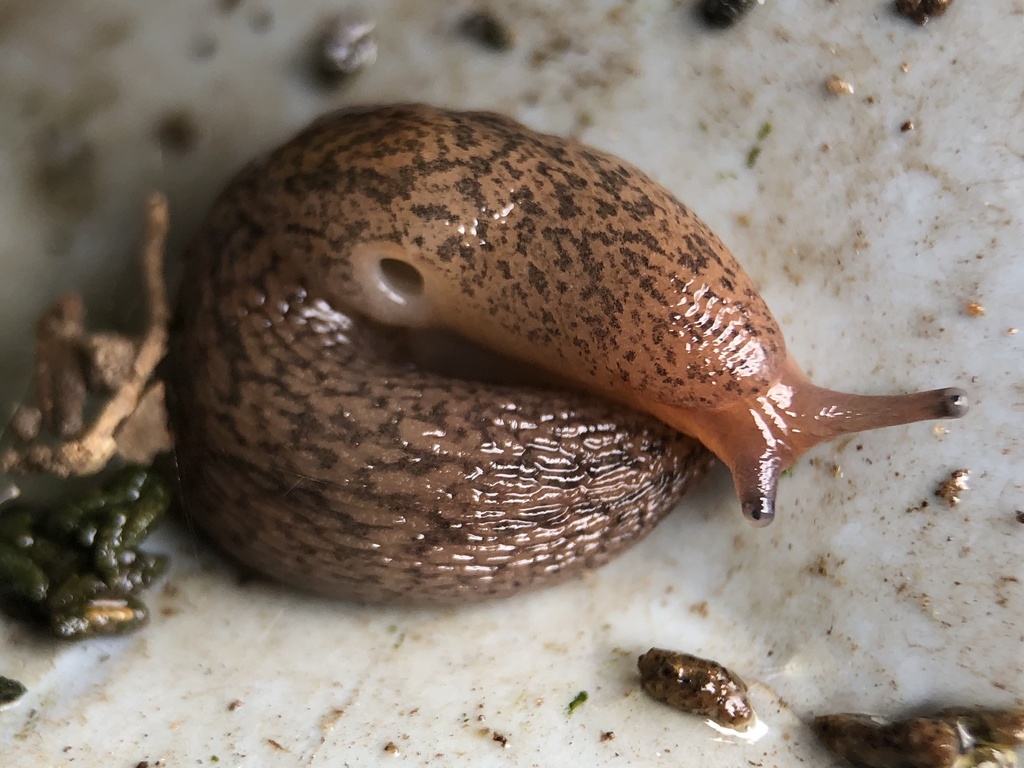 Tree Band Slugs Threeband Slugs in March 2020 by sweetone80 · iNaturalist