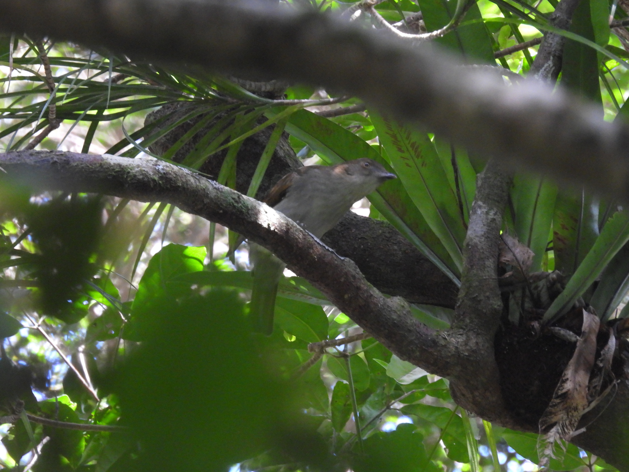 Golden Bowerbird (Prionodura newtoniana), photo 1