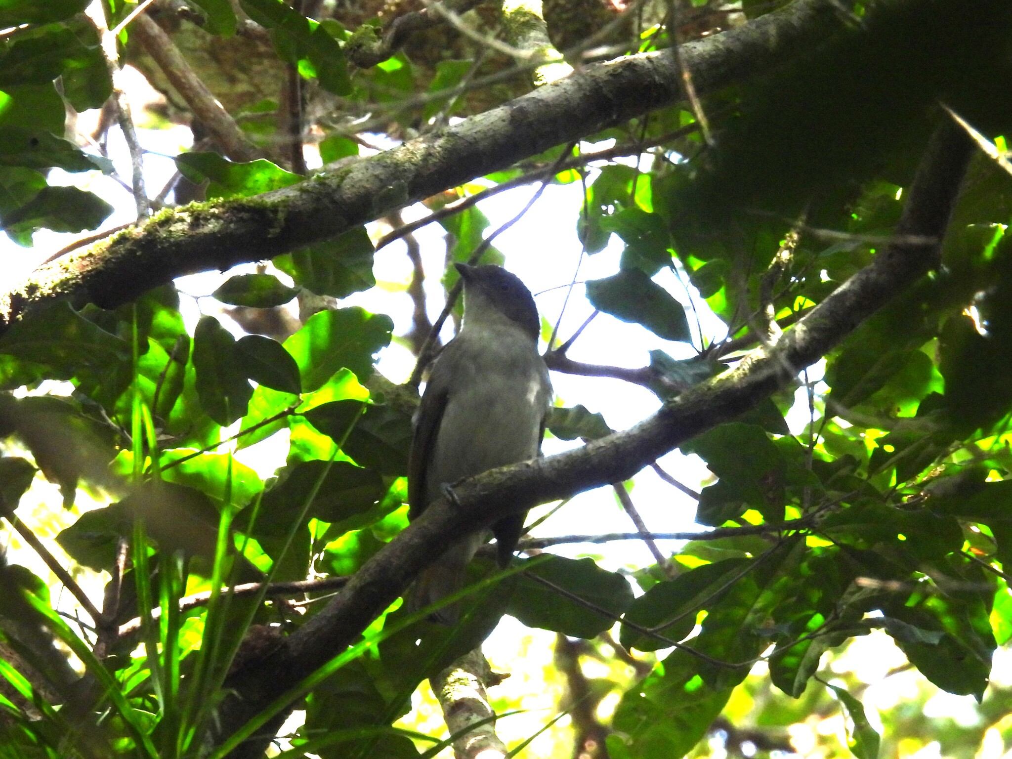 Golden Bowerbird (Prionodura newtoniana), photo 2
