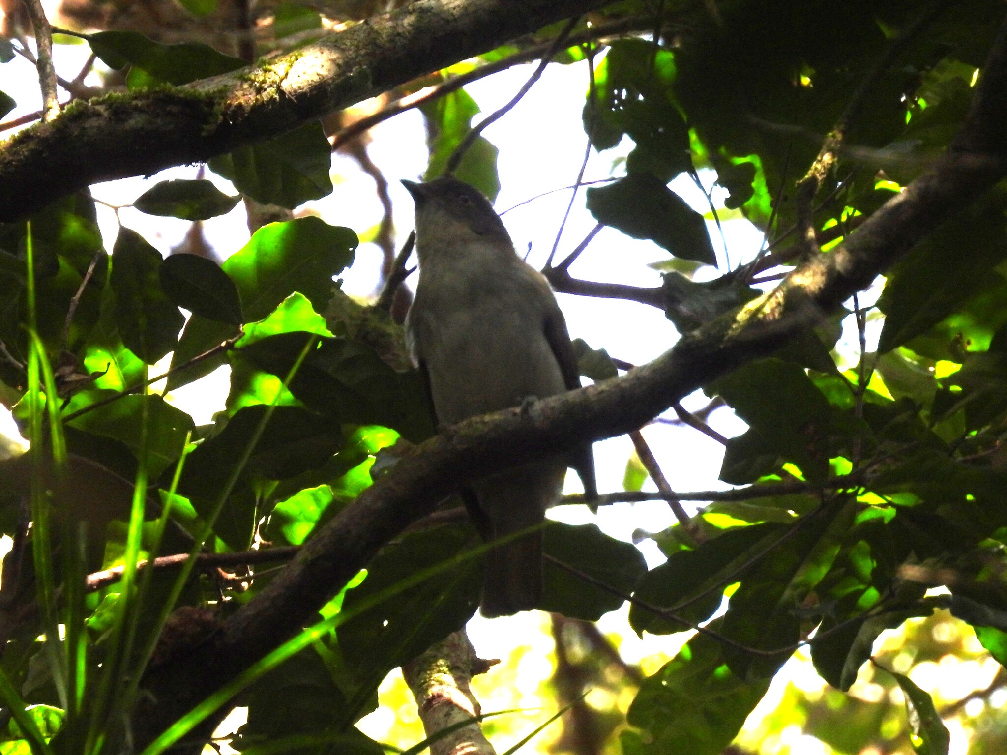 Golden Bowerbird (Prionodura newtoniana), photo 9