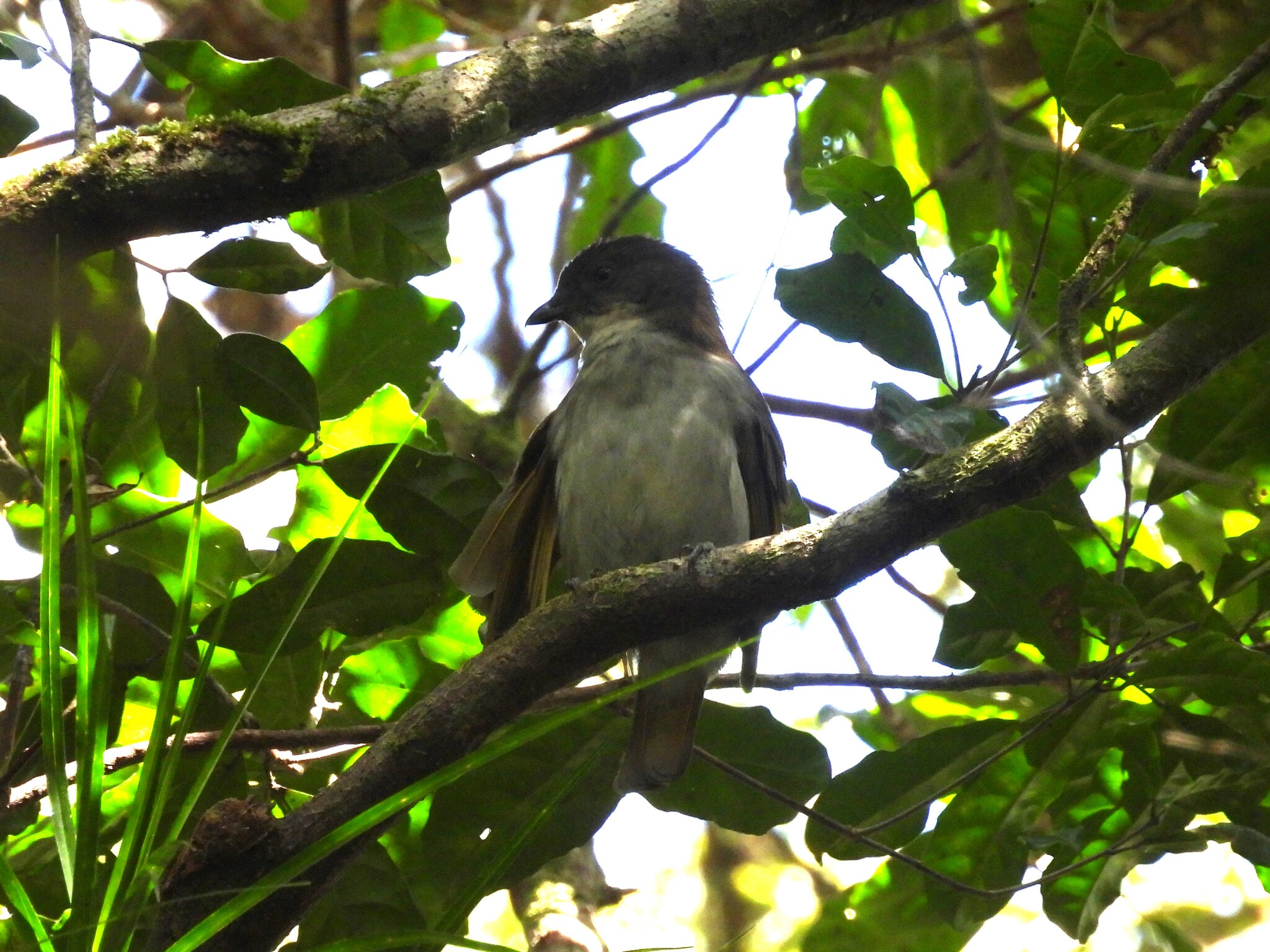 Golden Bowerbird (Prionodura newtoniana), photo 10