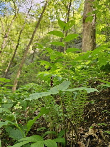 Trillium sulcatum, photograph 1