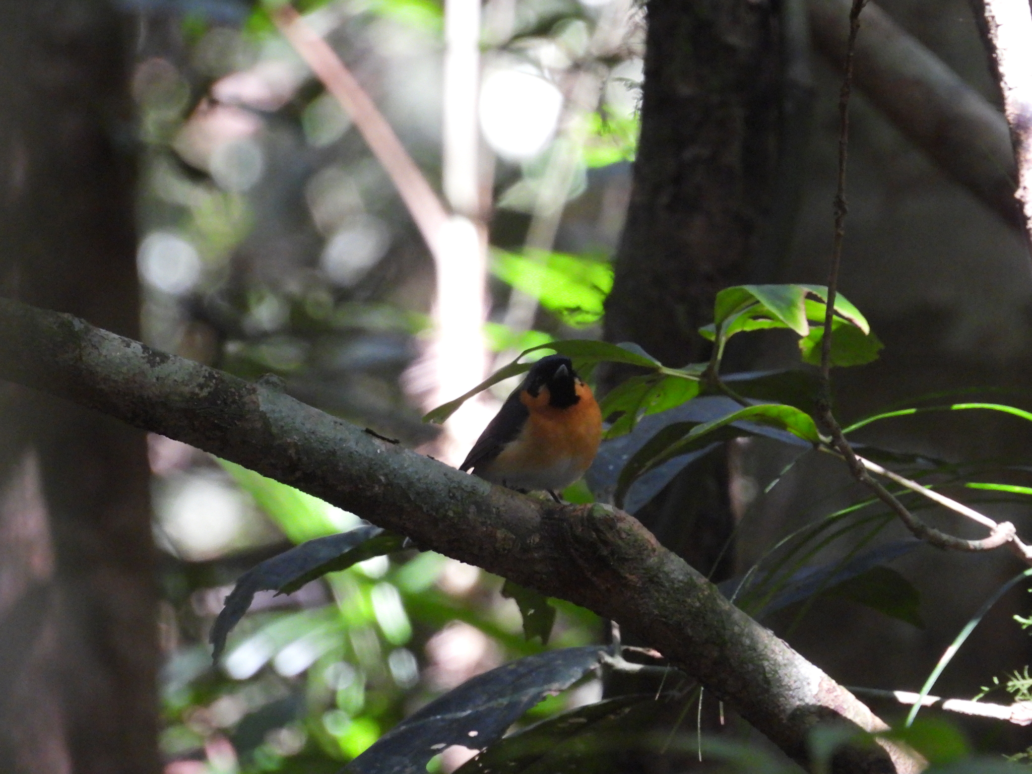 Spectacled Monarch (Symposiachrus trivirgatus), photo 7
