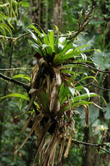 Werauhia ringens (Werauhia ringens)