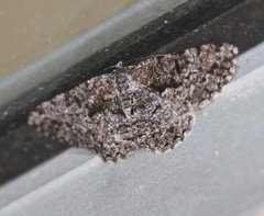 Hypomecis externaria