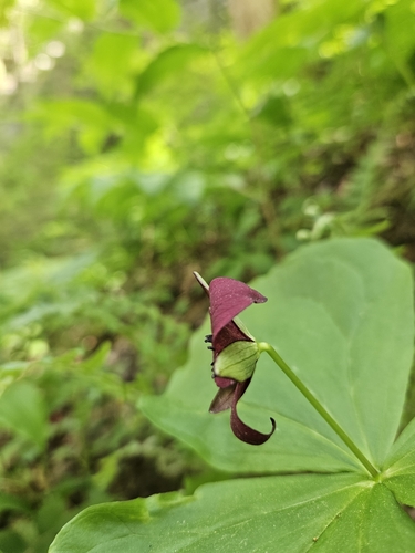 Trillium sulcatum, photograph 2