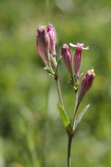 Silene rubella
