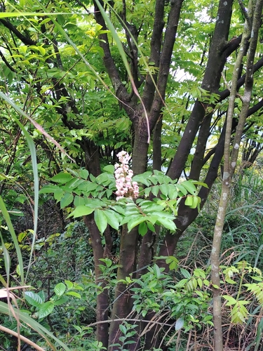 Bretschneidera sinensis