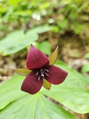 Trillium sulcatum, photograph (c) Daniel McClosky, some rights reserved (CC BY)